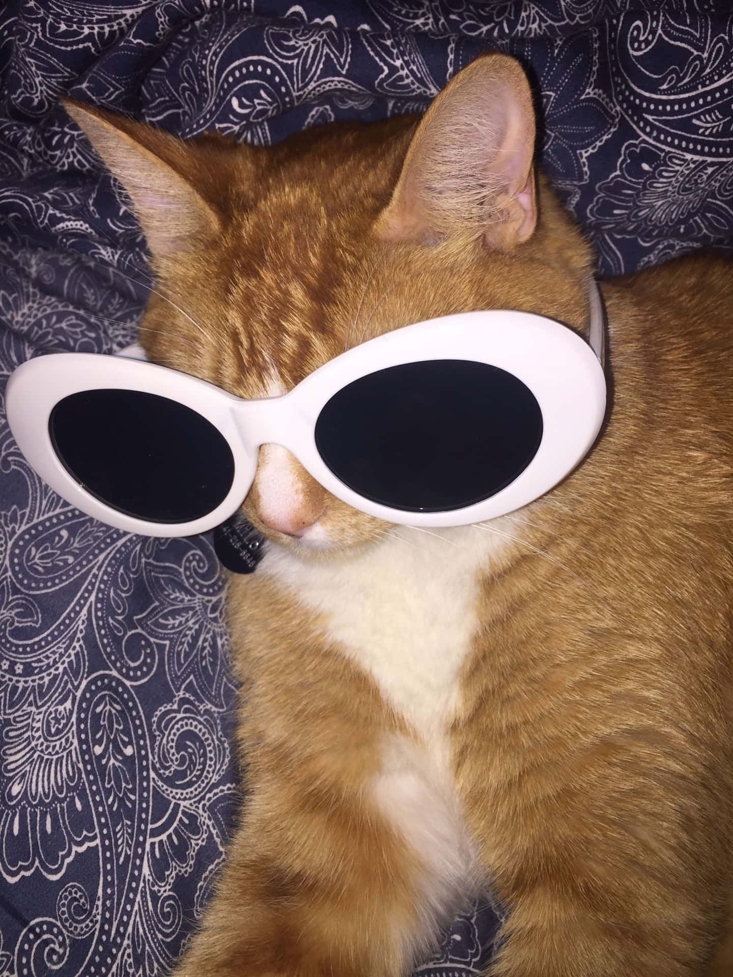 Big Sunglasses Cute Cat Pfp