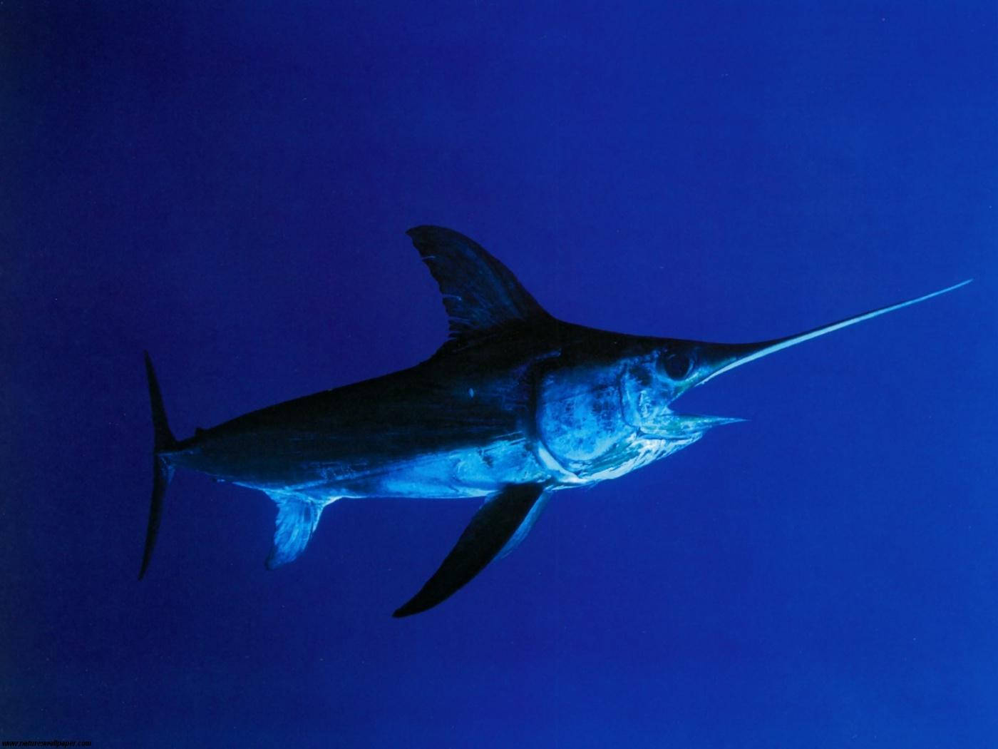 Big Swordfish Underwater Photography Background