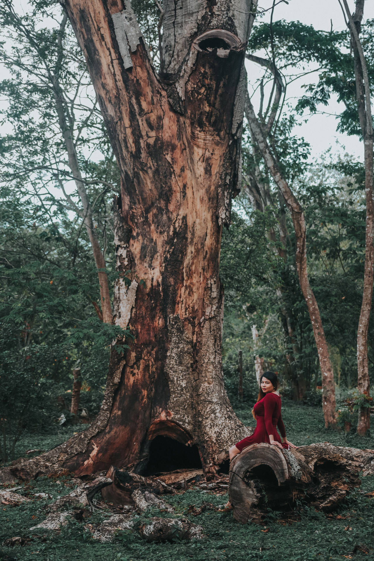 Big Tree In Honduras Background