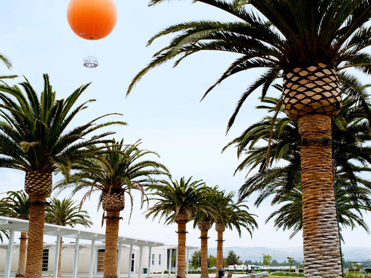 Big Trees In Irvine California Background