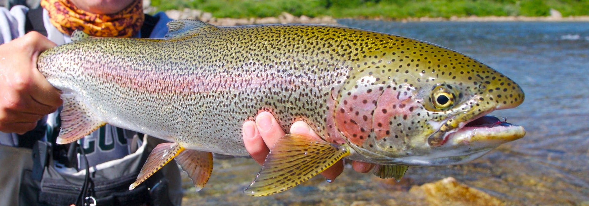 Big Trout Fish