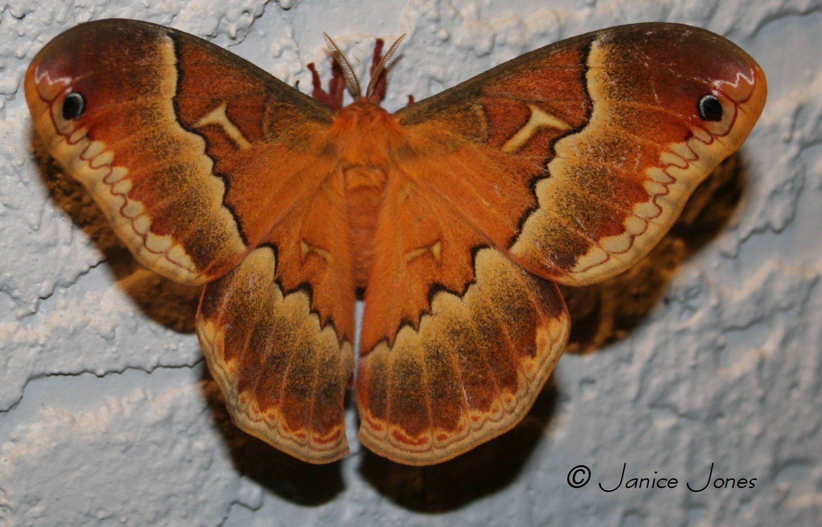 Big Tulip Tree Silkmoth Sweetbay Background