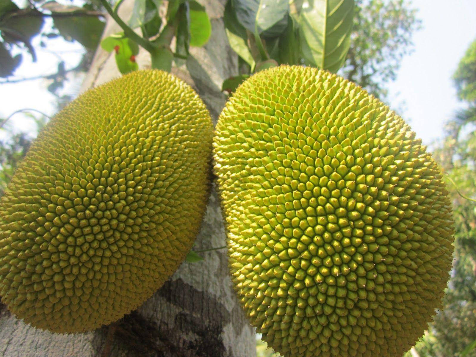 Big Unripe Jackfruit Background