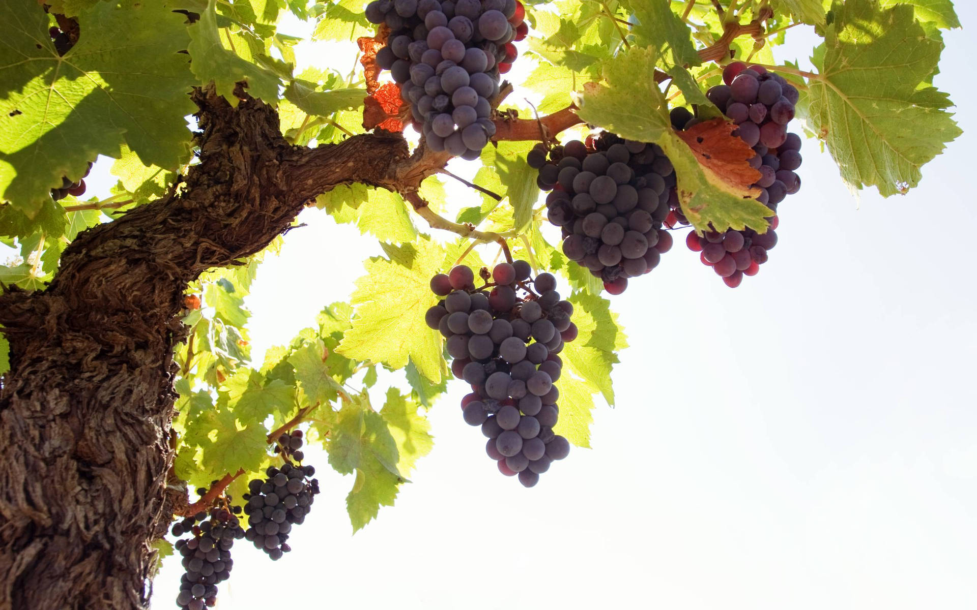 Big Vine Of Concord Purple Grapes Background