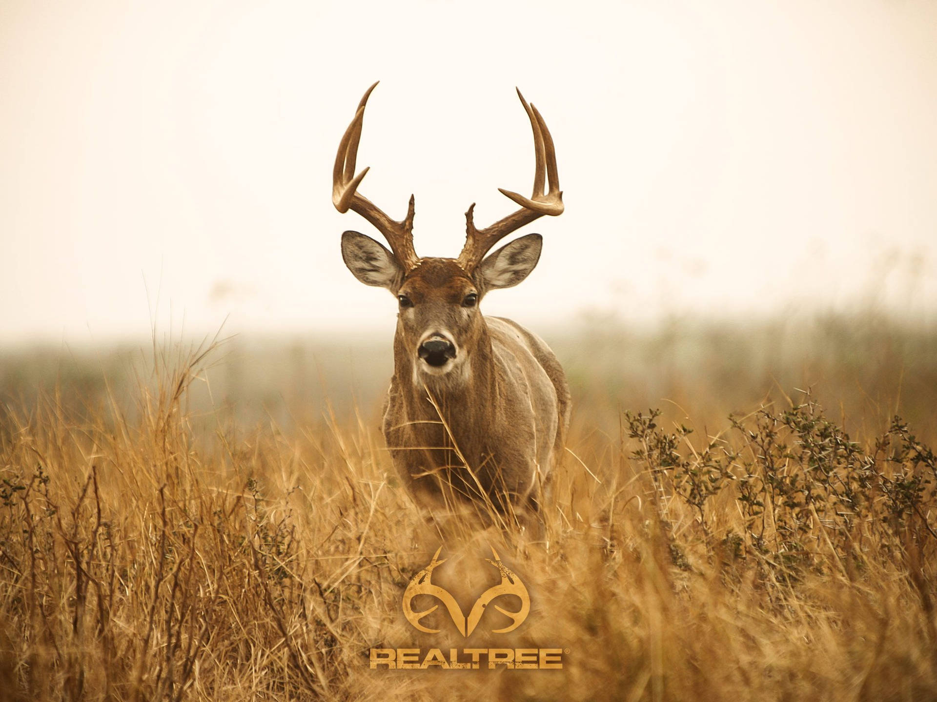 Big Whitetail Deer Hunting Camera Background