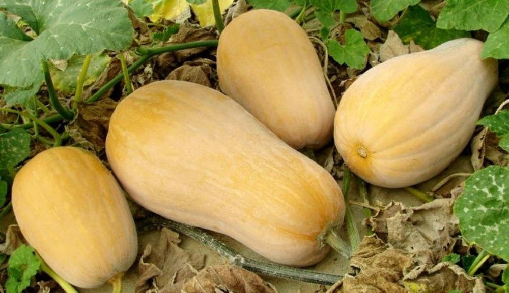 Big Yellow Squash On The Ground Background