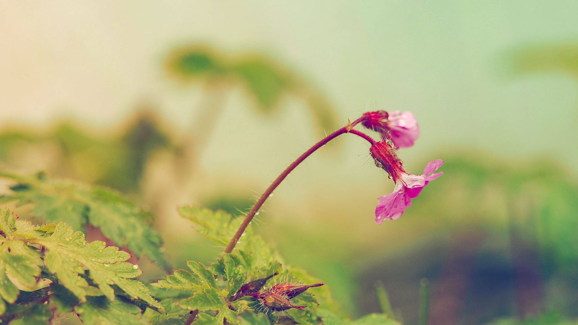 Bigroot Geranium Purple Flower