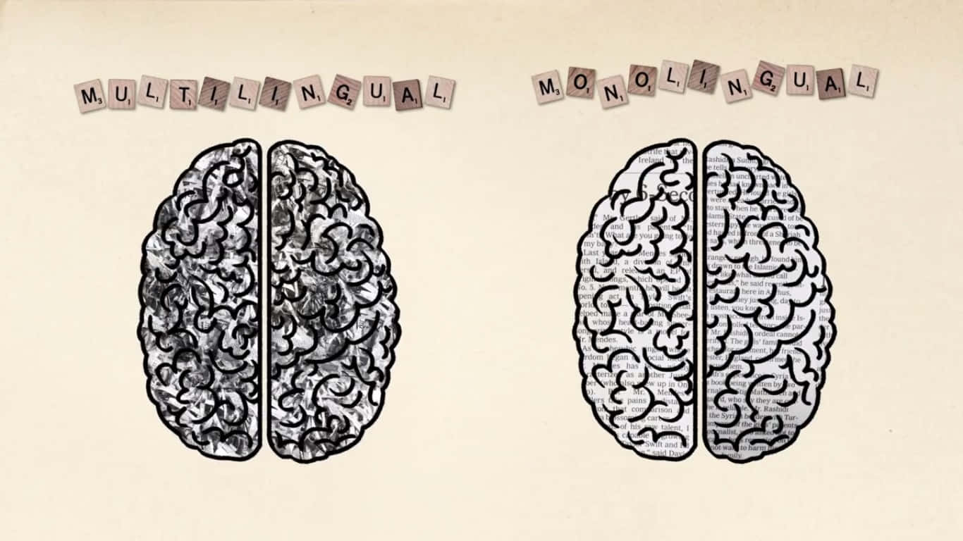 Bilingual Brain Illustration