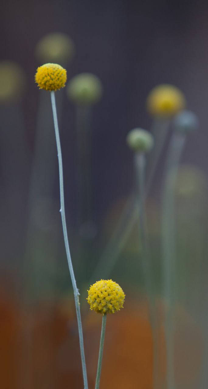 Billy Buttons Original Iphone 7 Background