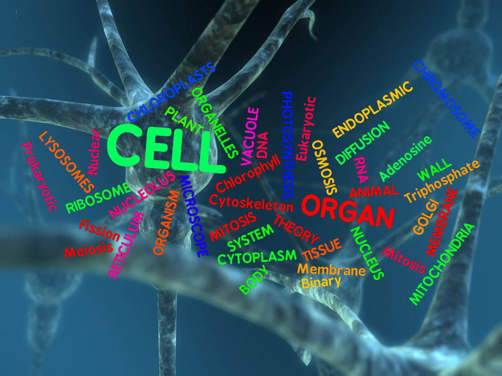 Biology Word Cloud Neuron Background Background