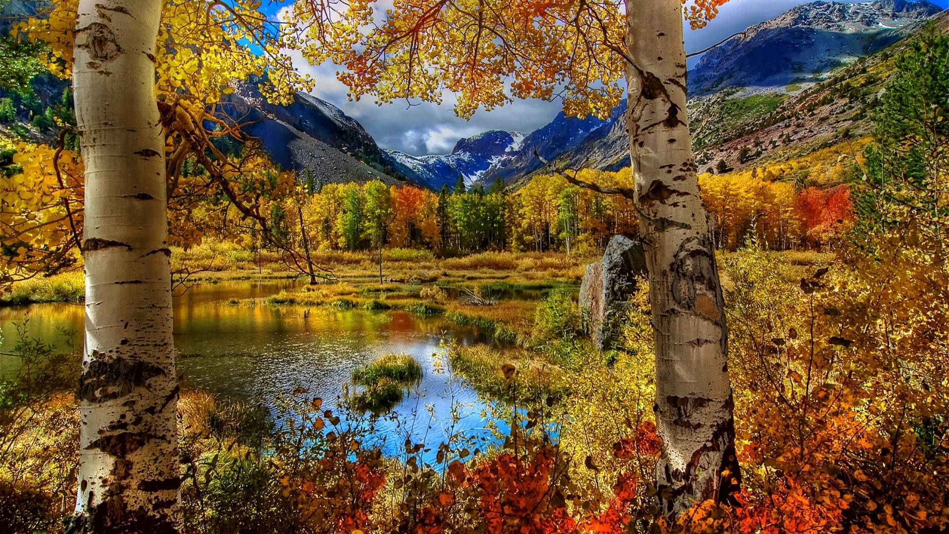 Birch Tree Forest Lake Mountain Background