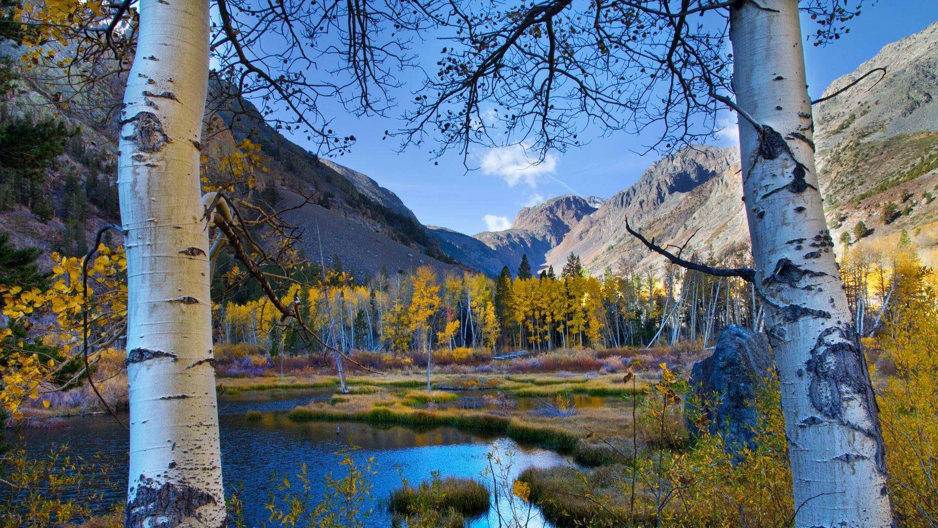 Birch Tree Forest Lake Valley Background