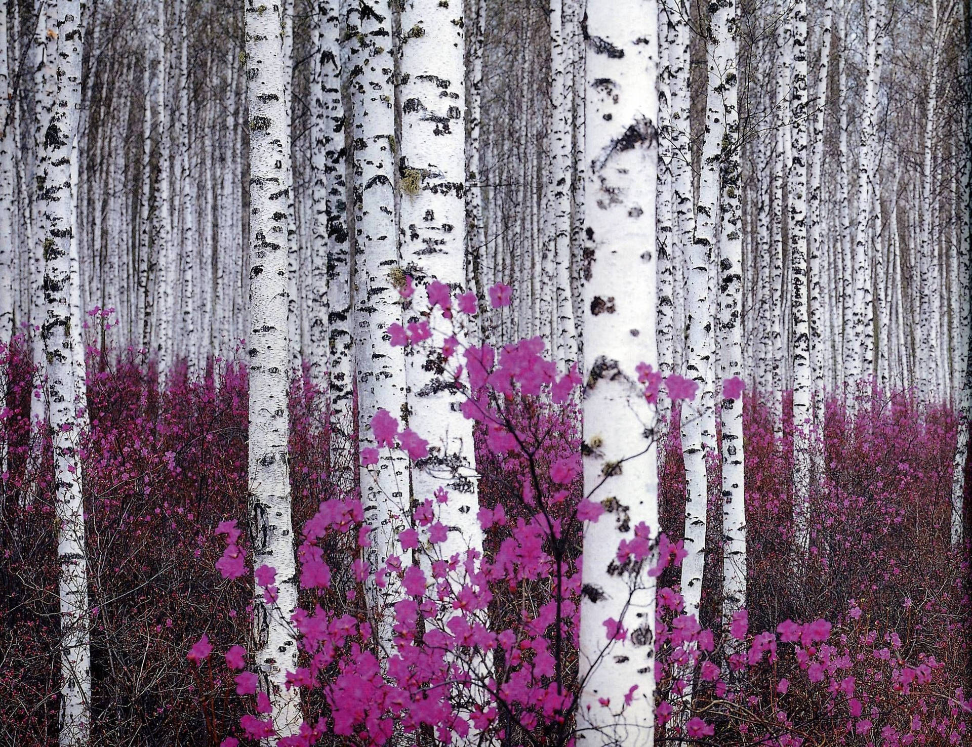 Birch Tree Forest Violet Flowers Background