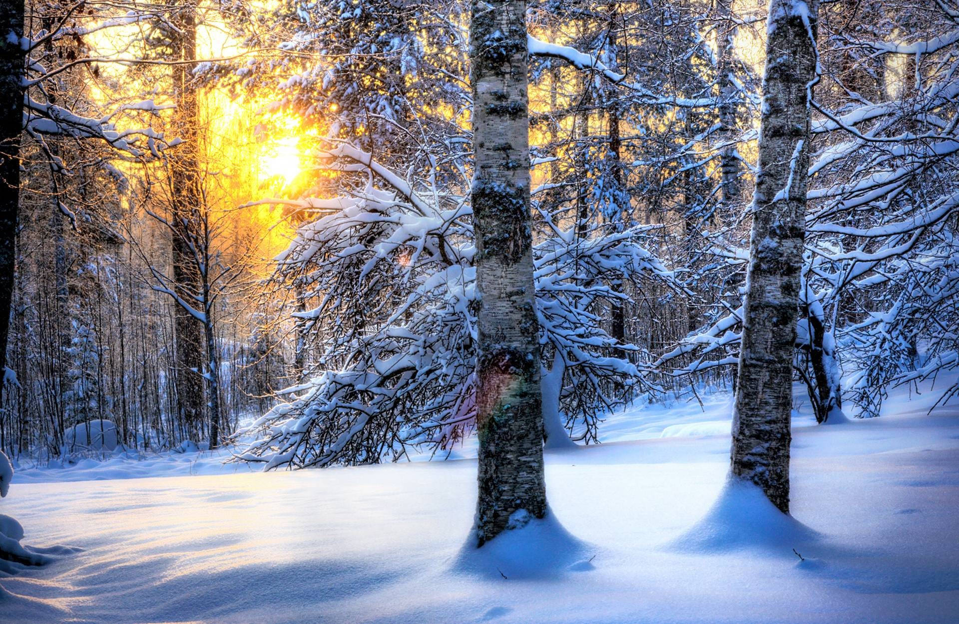Birch Tree Forest Winter Desktop Background