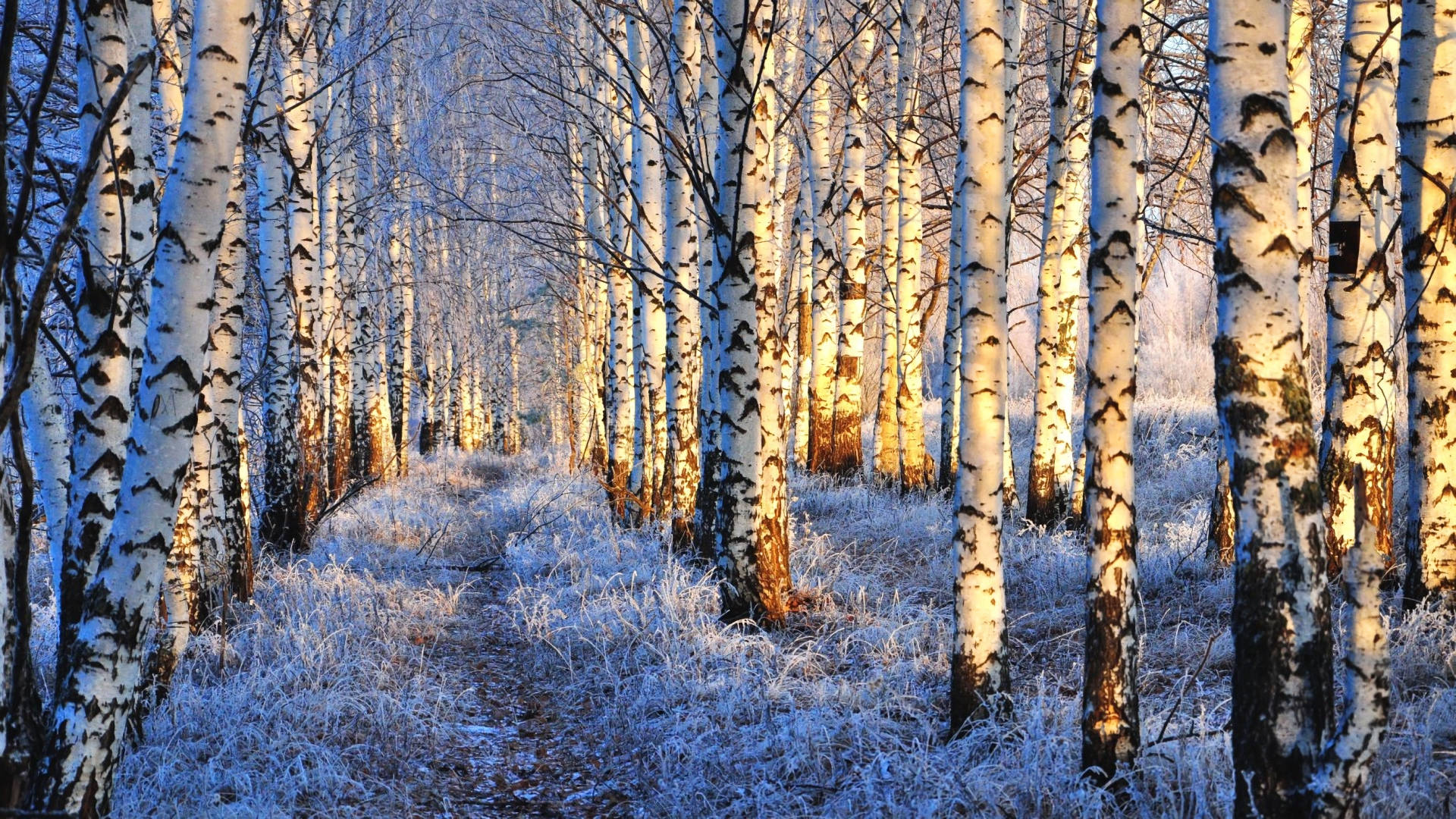 Birch Tree Winter Snow Nature Background