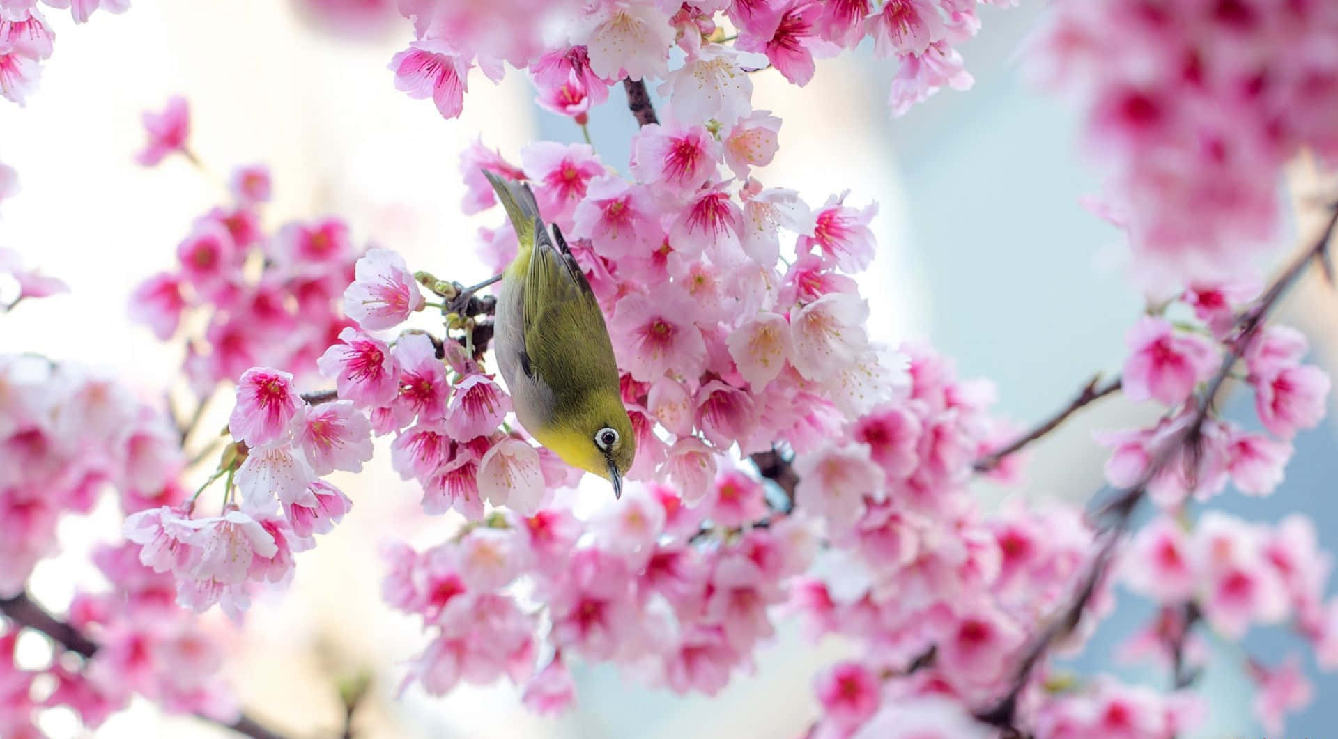 Bird And Cherry Blossom Cute Spring Desktop Background