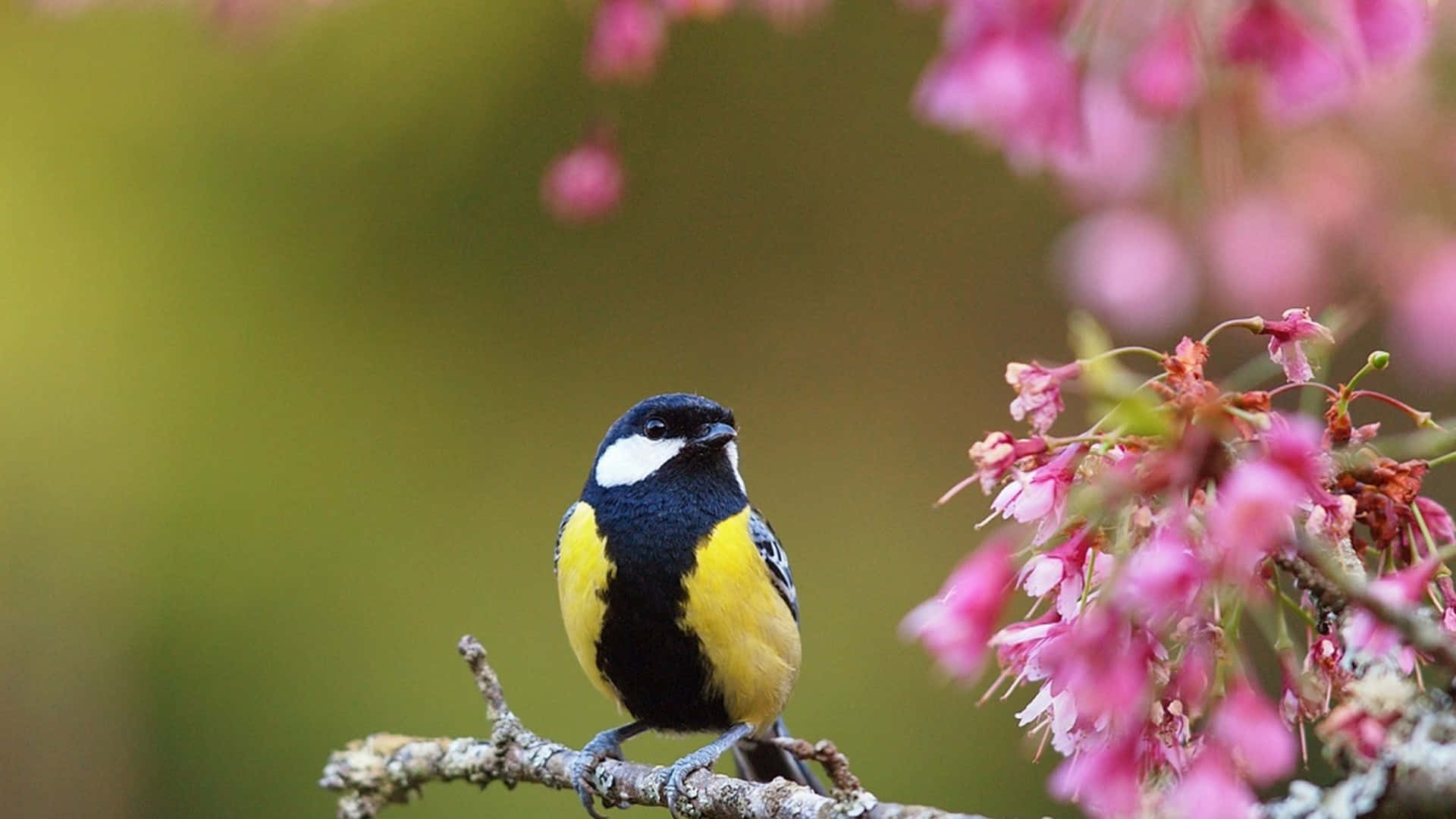 Bird And Flower In Cute Spring Desktop Background