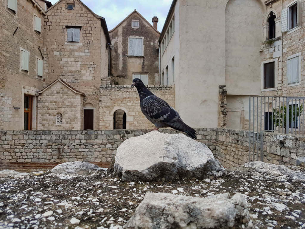 Bird At The Diocletians Palace Background