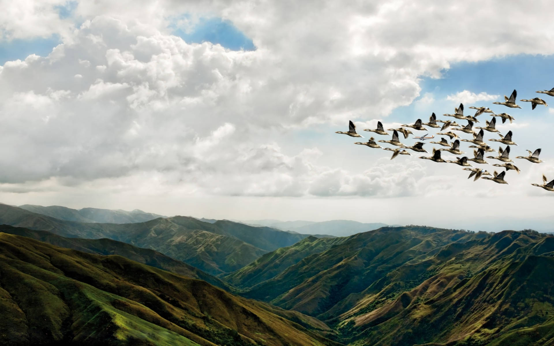 Bird Flock Over Mountain Hd