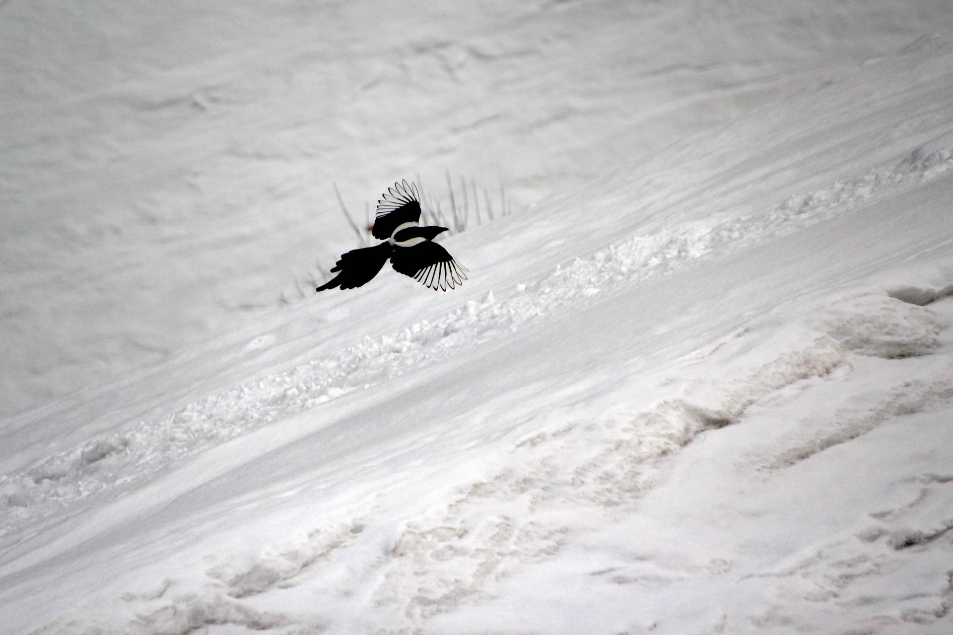 Bird Flying Over Kazakhstan Snow Background