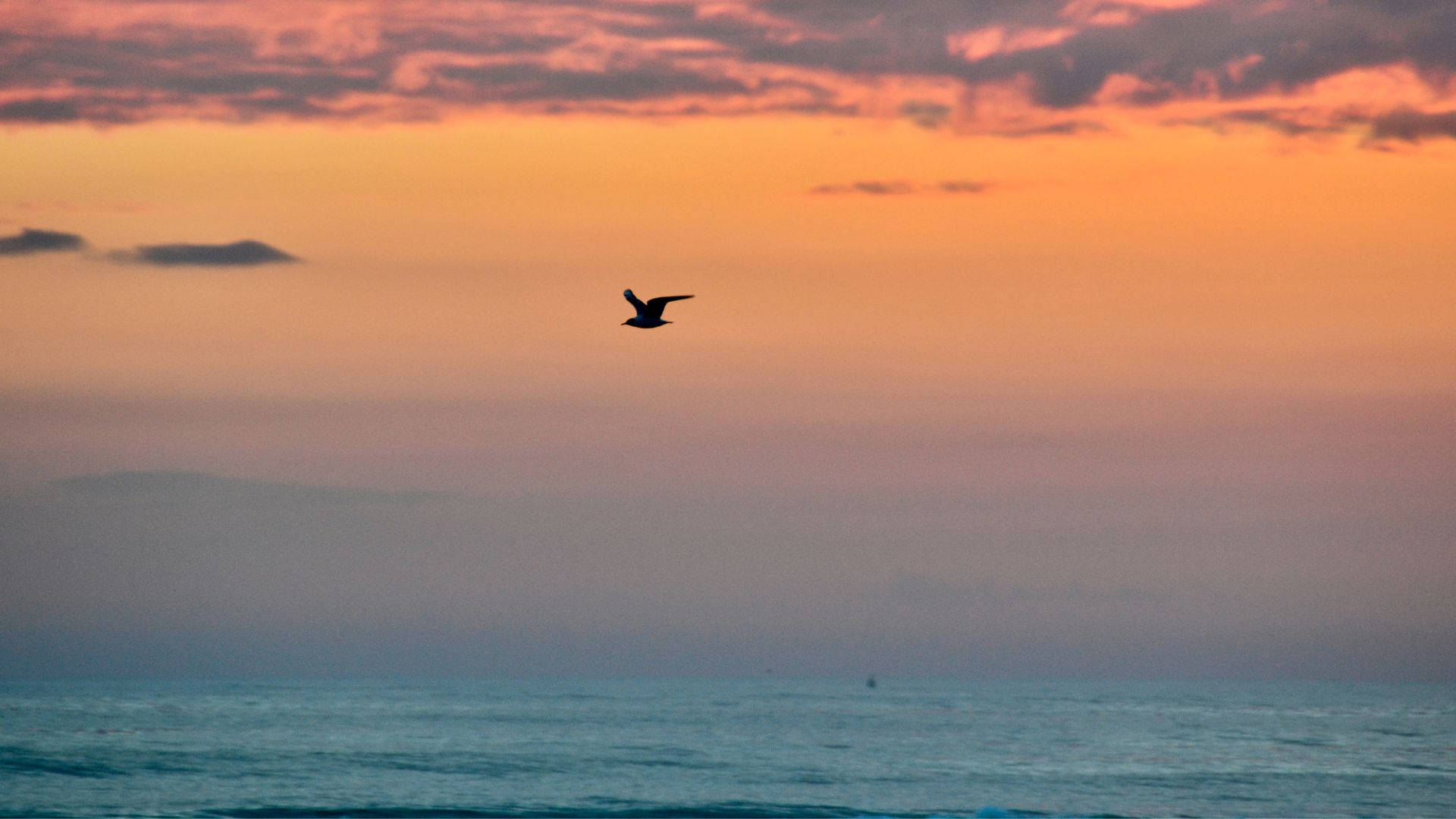 Bird Flying Silhouette Beach Sunrise Background