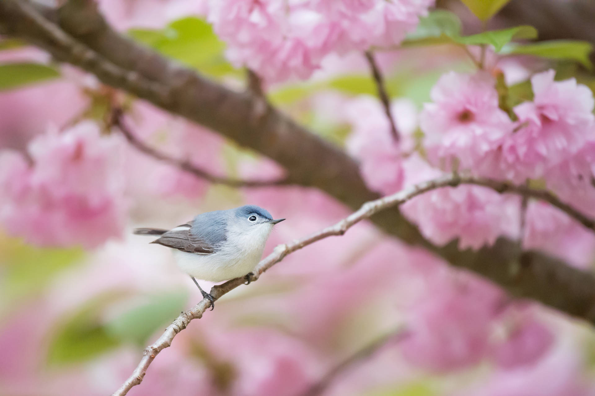 Bird In Pink Blossoms Background