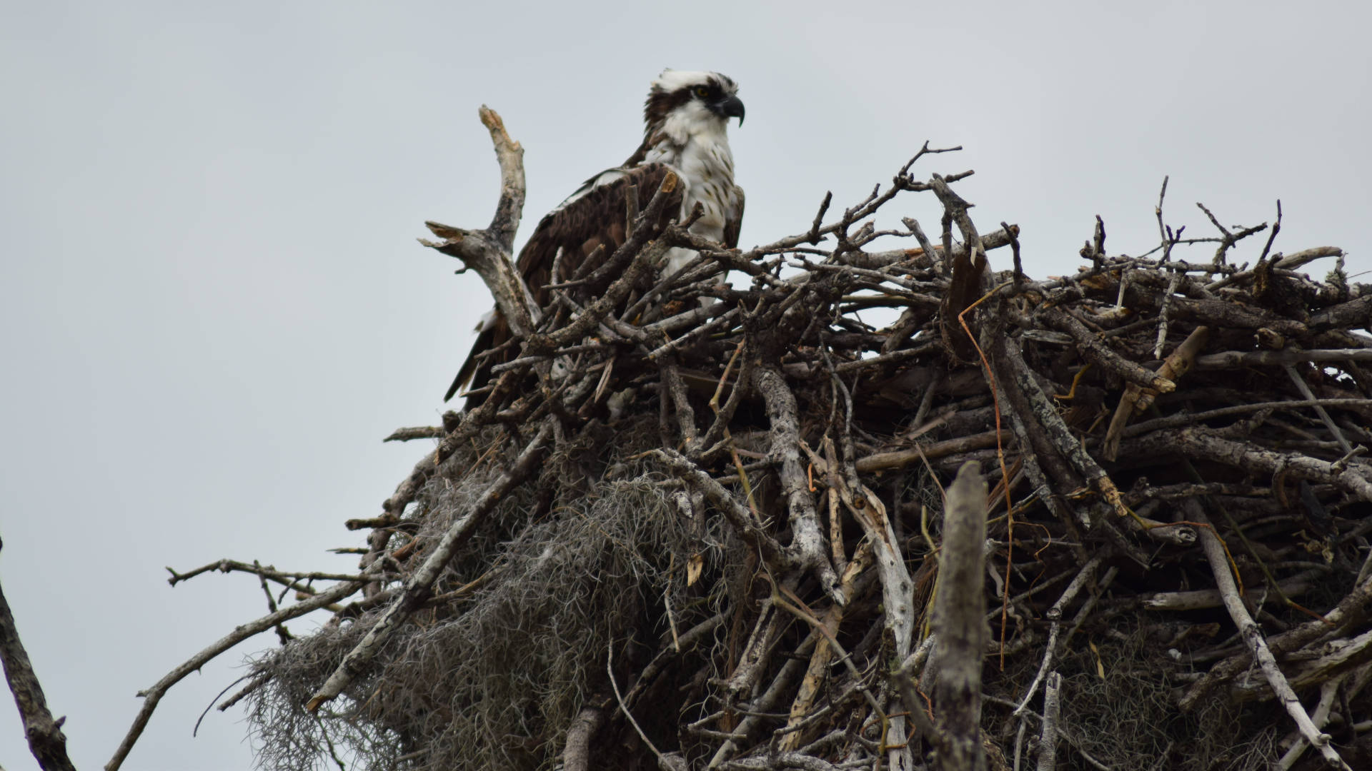 Bird On Nest Everglades National Park