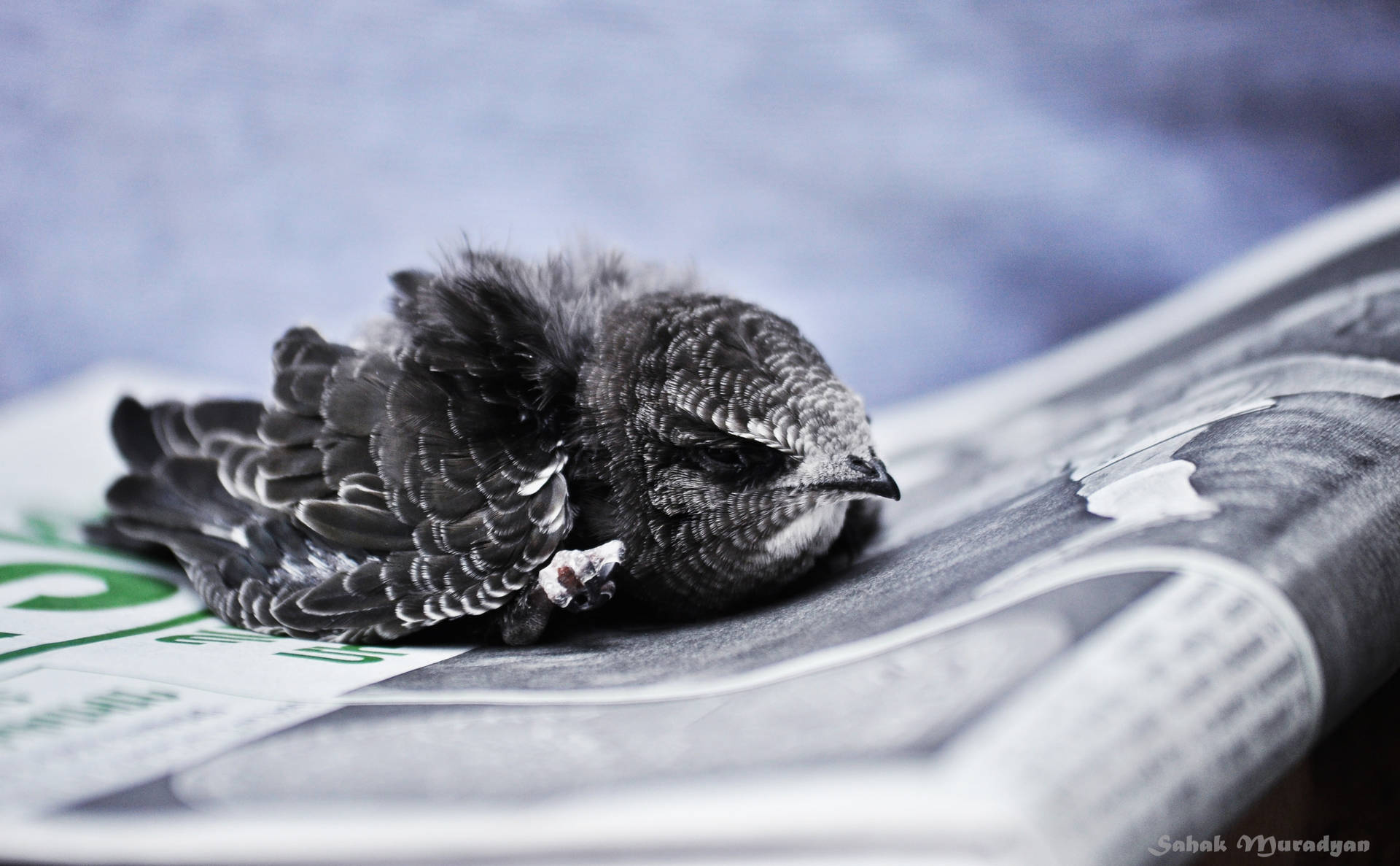 Bird On Newspaper Background