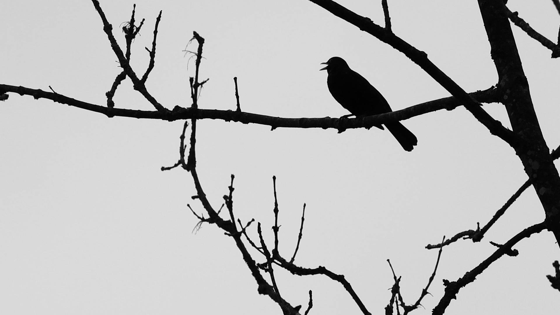 Bird Silhouette Black Aesthetic Background