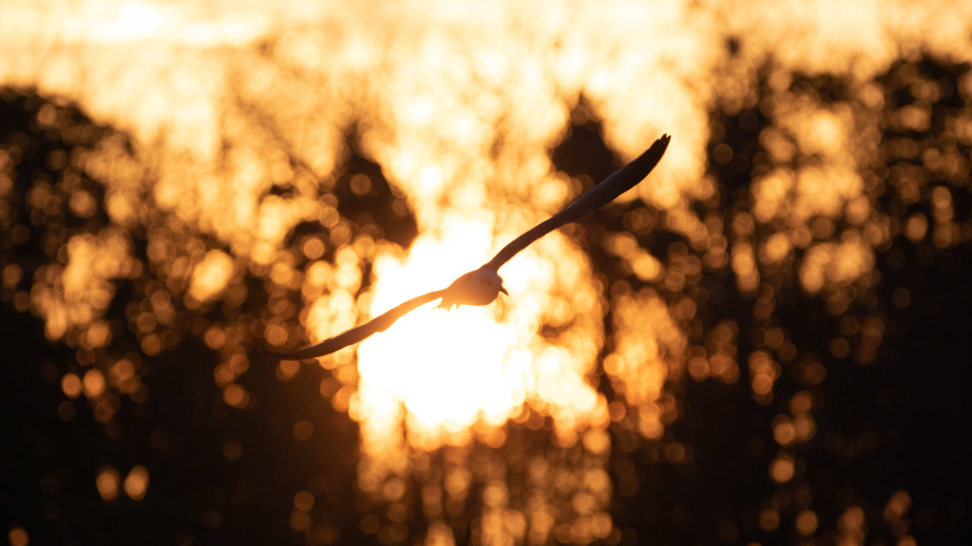 Bird Silhouette Everglades National Park Background