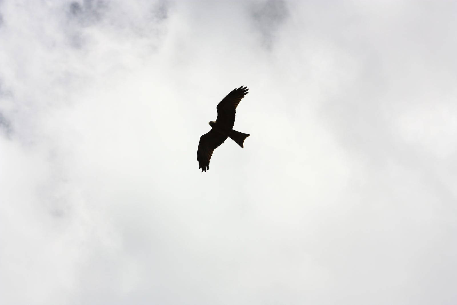 Bird Silhouette Flying Freedom Background