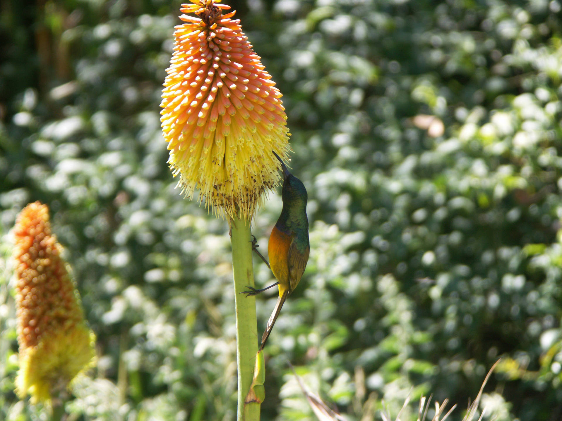 Bird With Endemic Plant