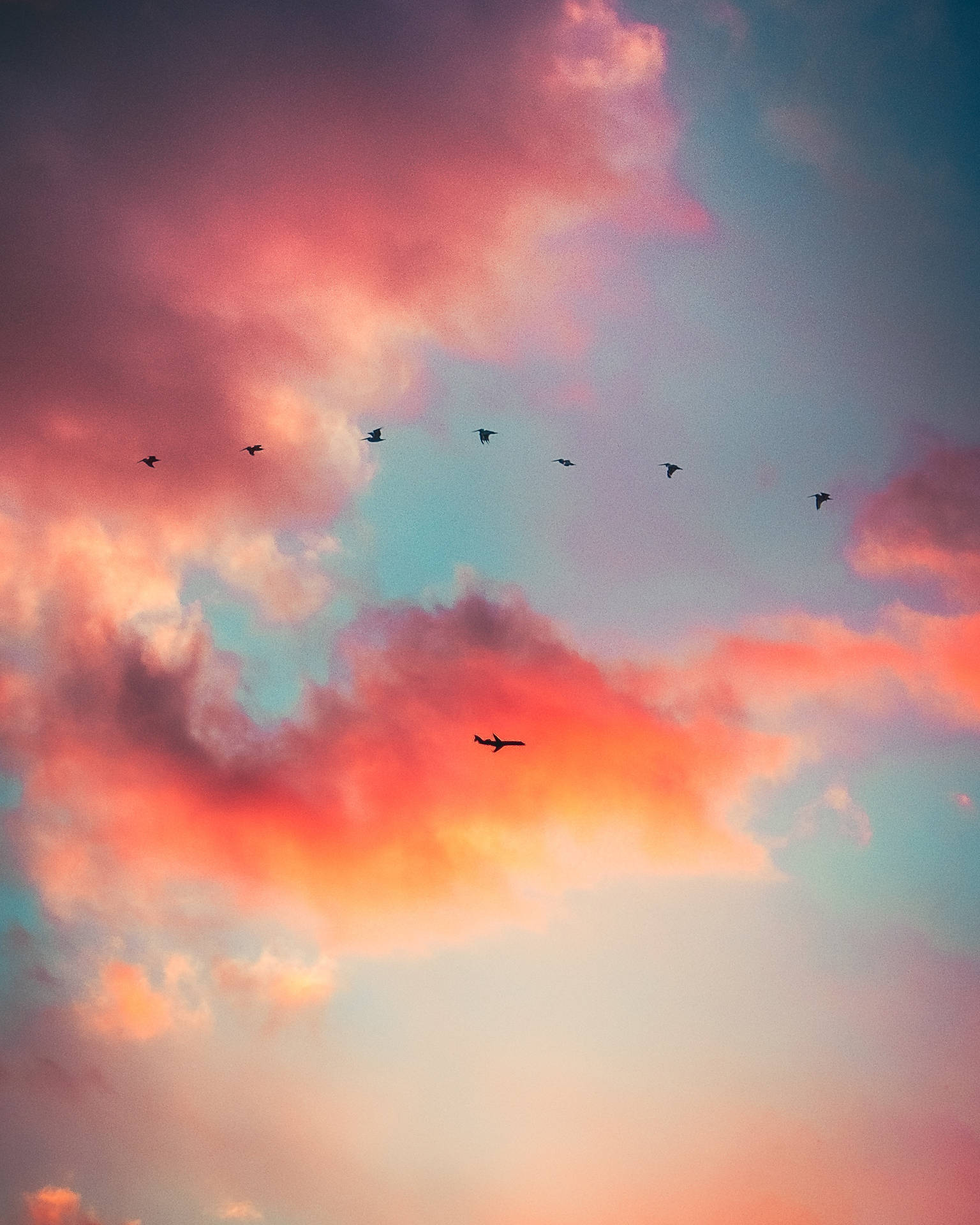 Birds And Plane Sky Background Background