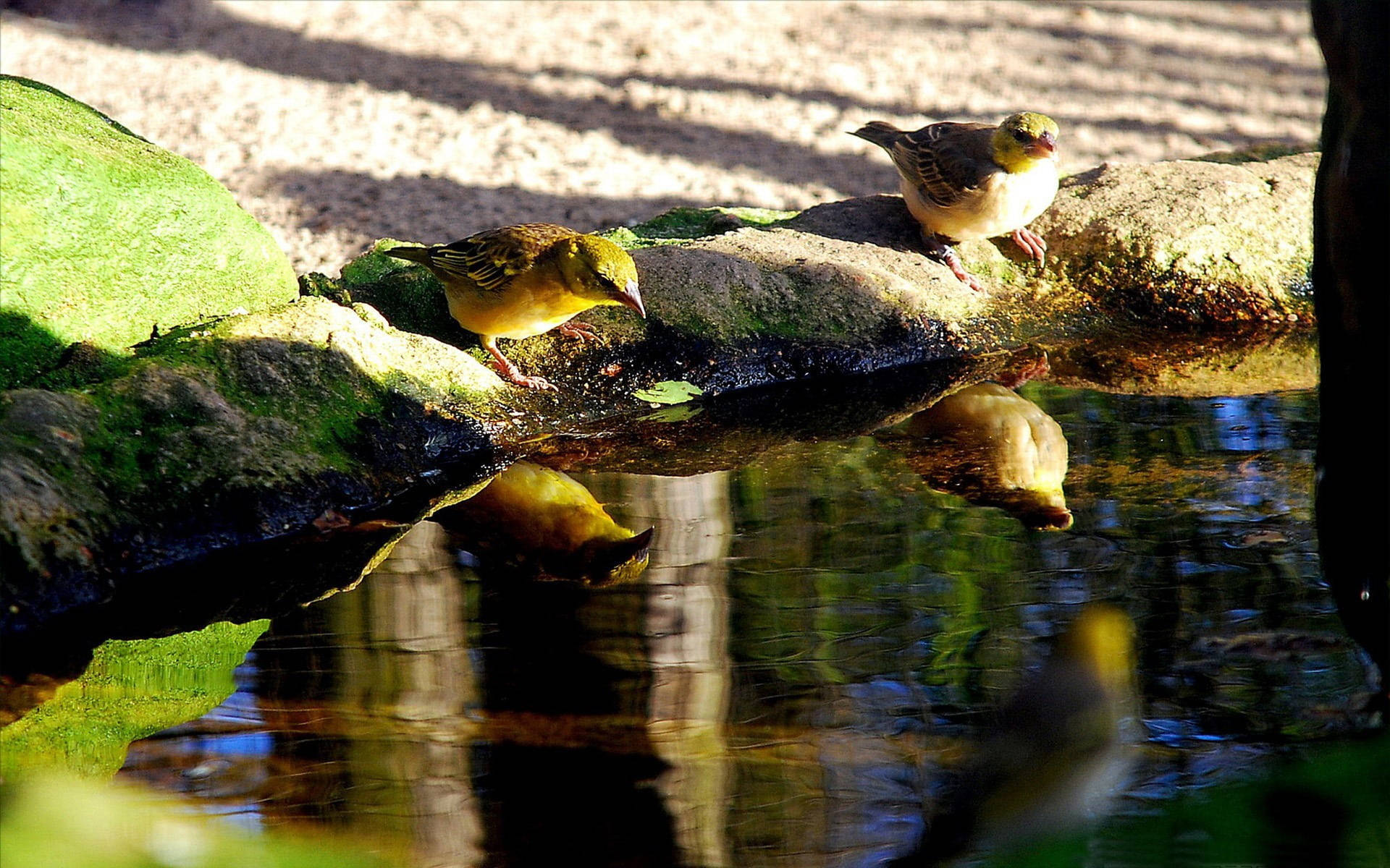 Birds Drinking Water From Pond