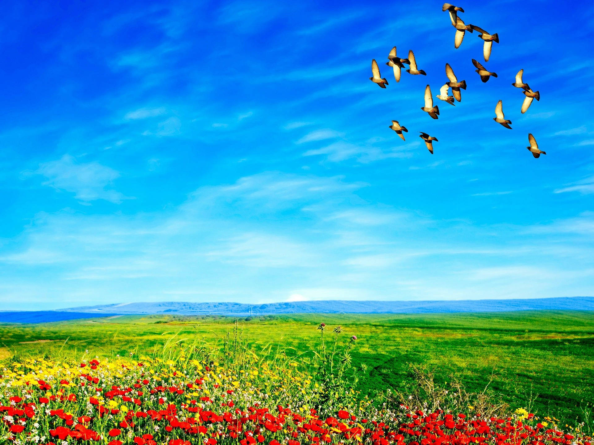 Birds Flying Above Flower Field Background