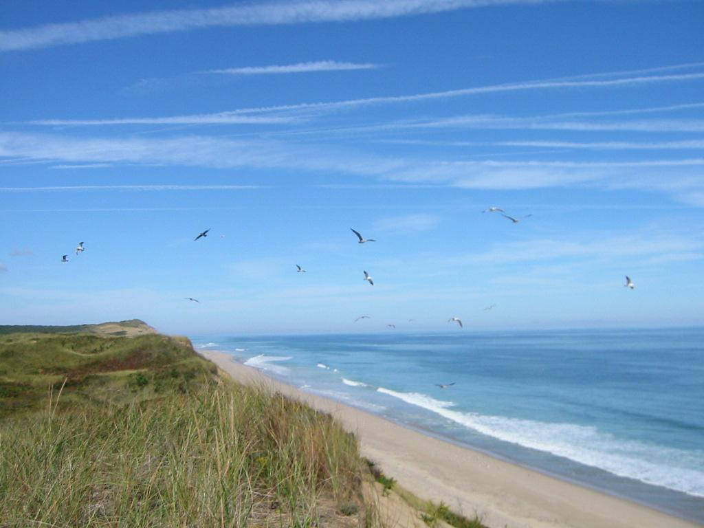 Birds Flying At Cape Cod Background