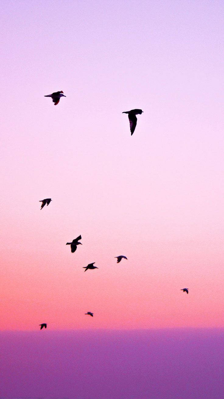 Birds Flying For Sunset Iphone Theme