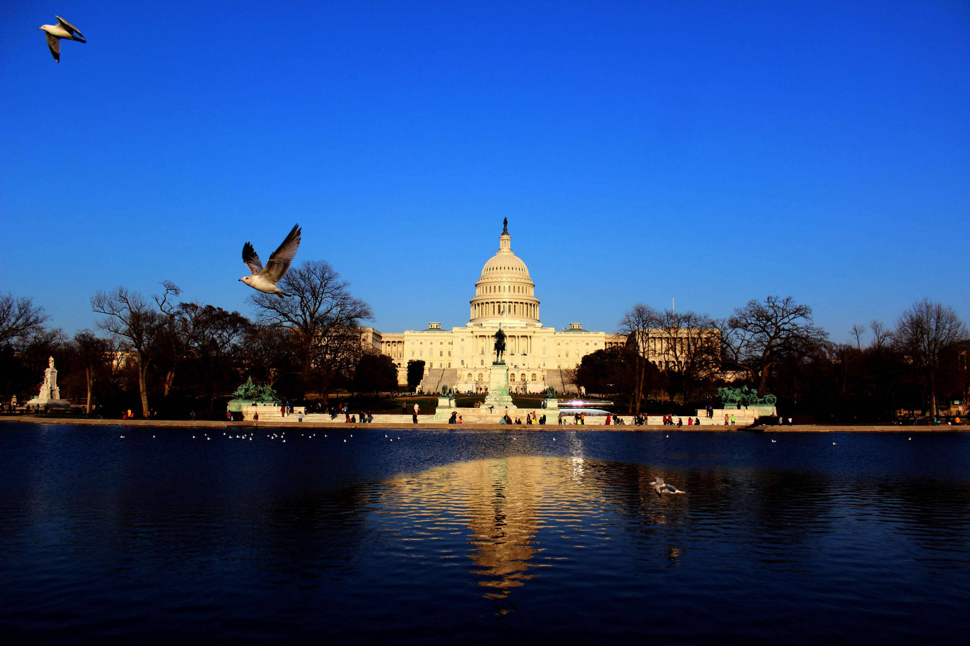 Birds Flying In Capitol Hill Background