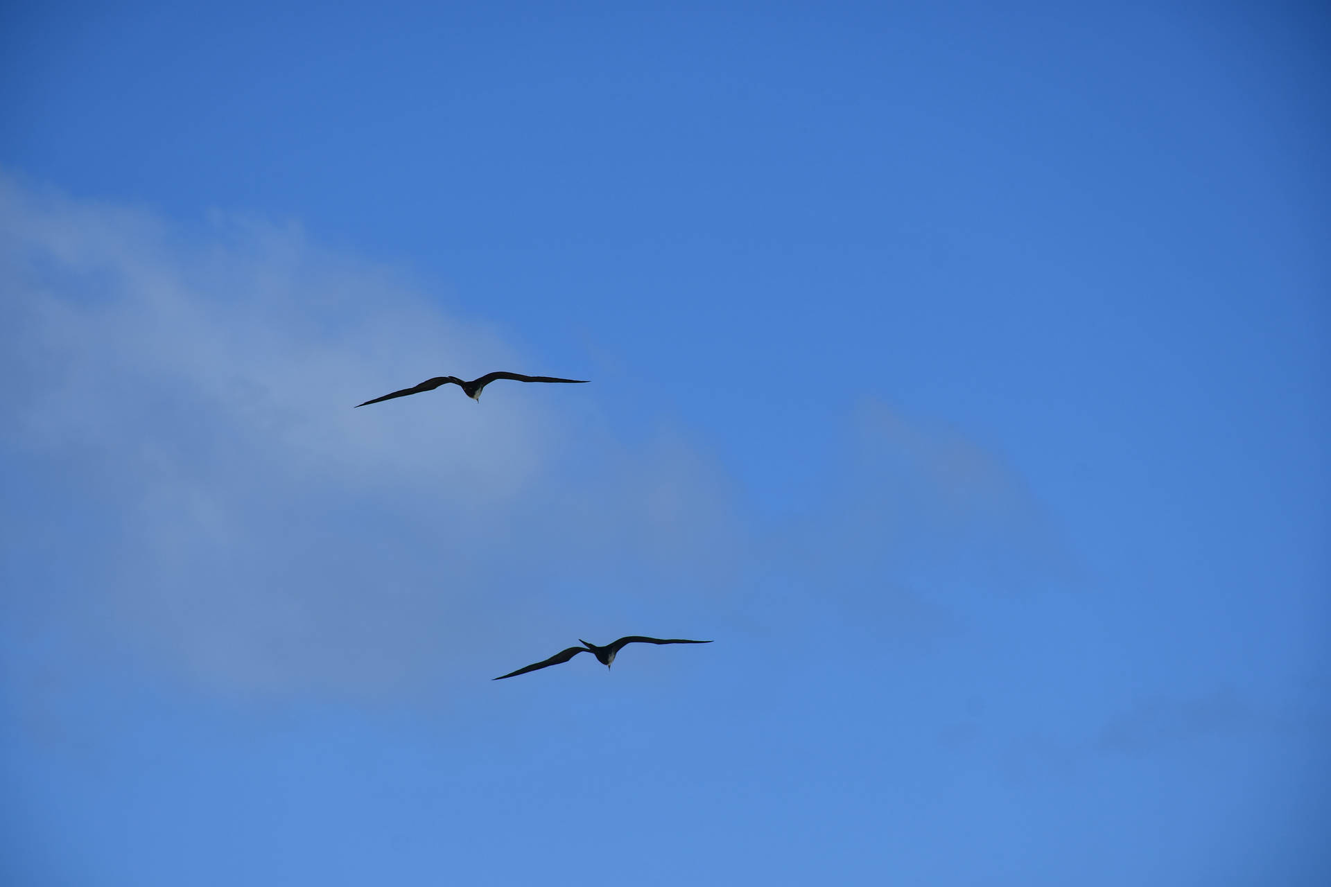 Birds Flying In Venezuela Background