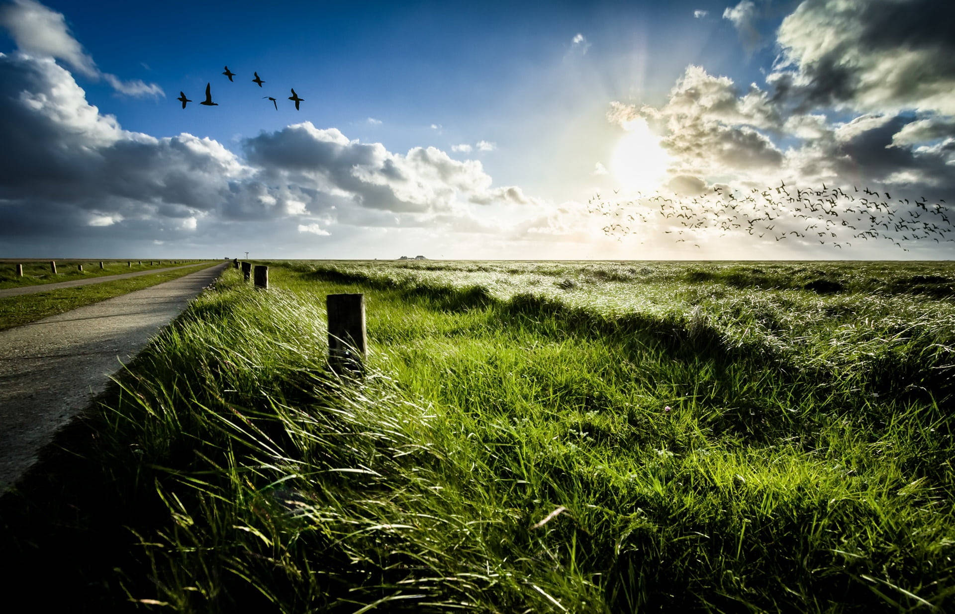 Birds Flying Over Field Hotmail Background