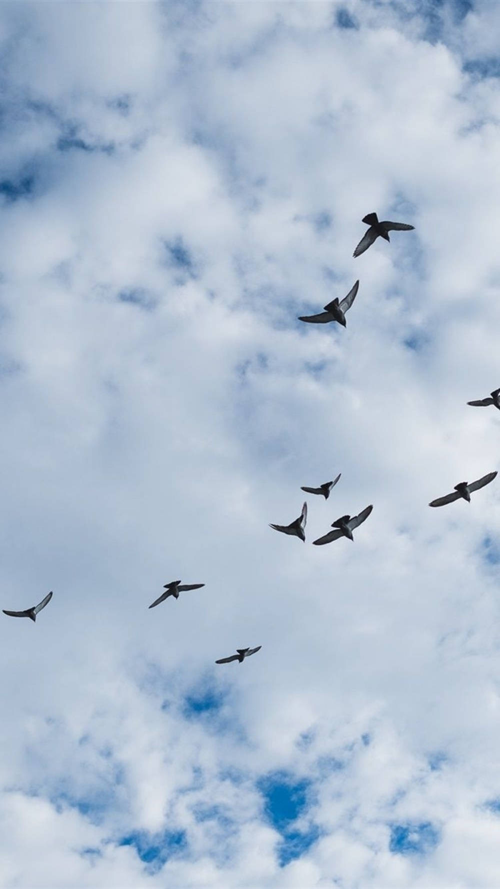 Birds Flying Over The Cumulus Clouds Background