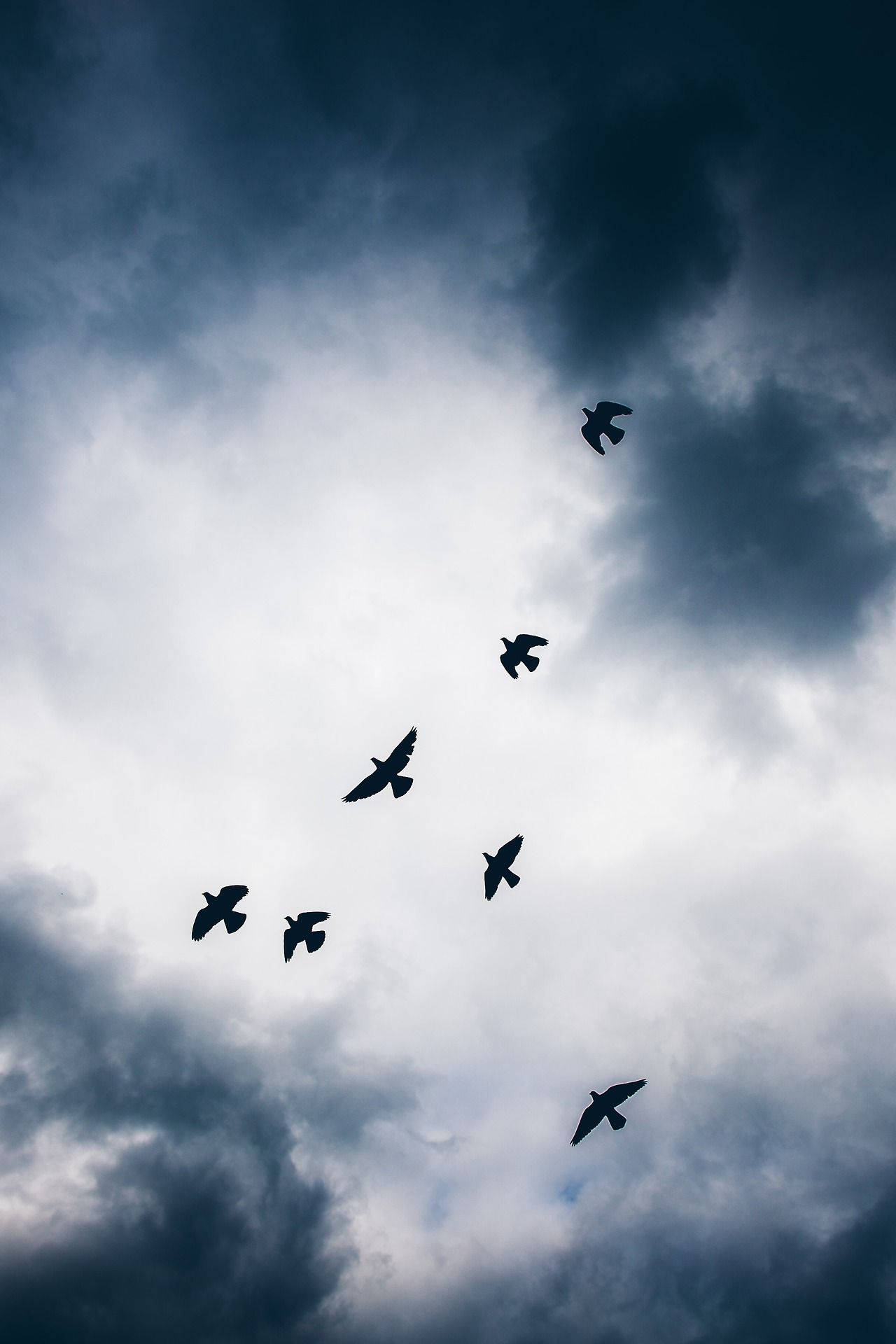 Birds Flying Over The Dark Clouds Background