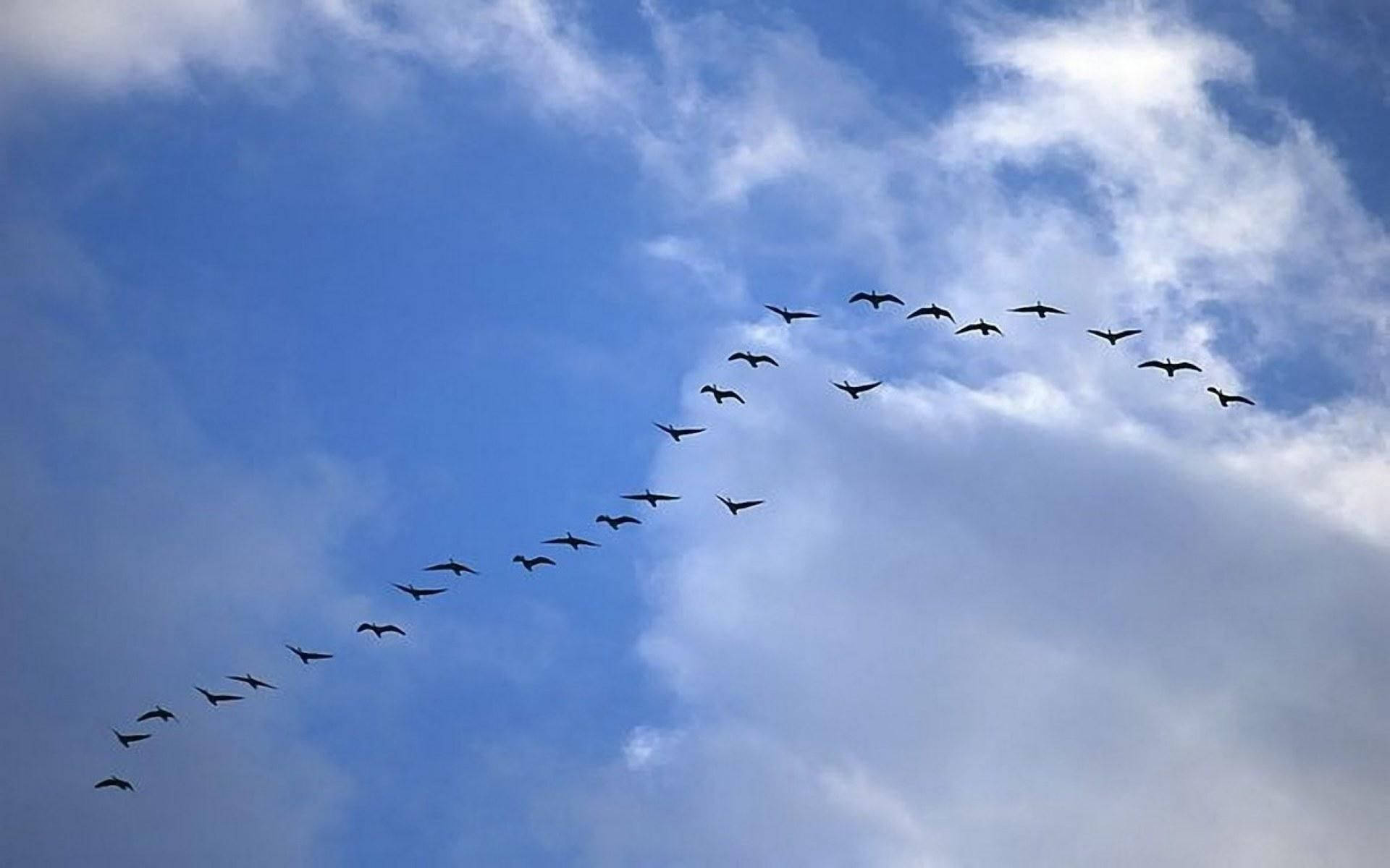 Birds Flying Over The Sky Forming A Line Background