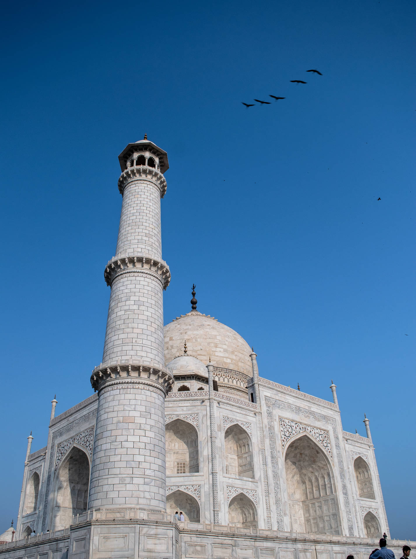 Birds Flying Over The Taj Mahal Background