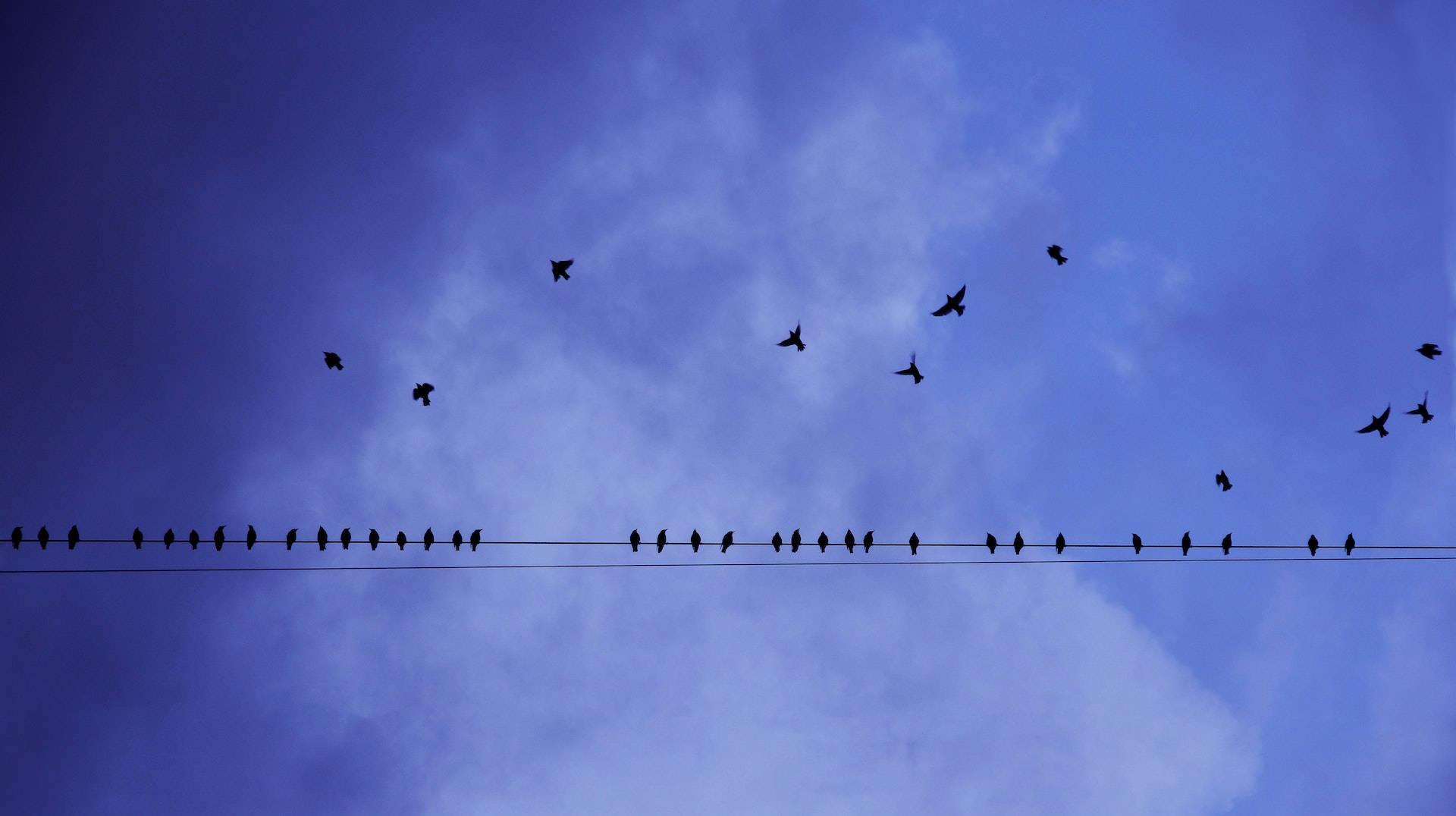 Birds Flying Toward The Electricity Line Background