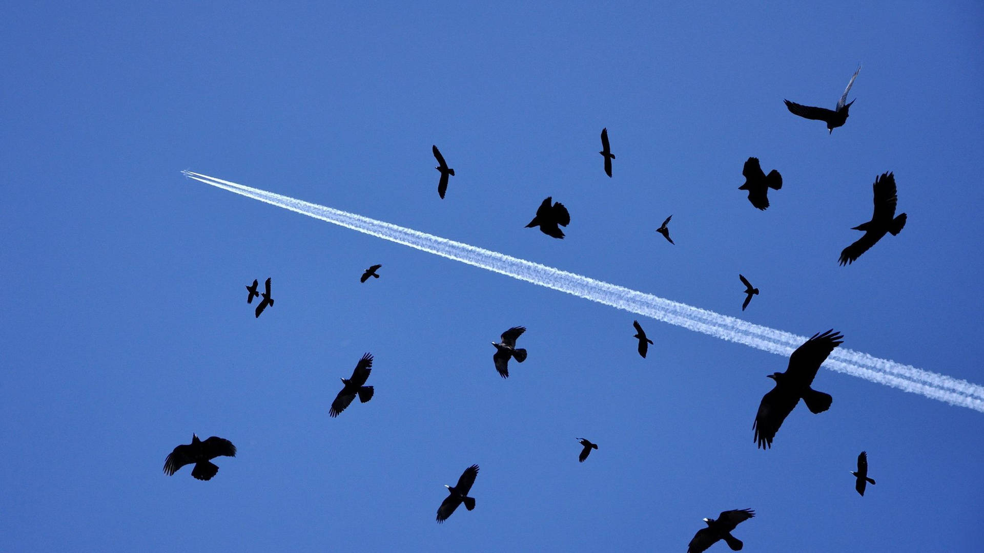 Birds Flying Under The Jet Contrails Background