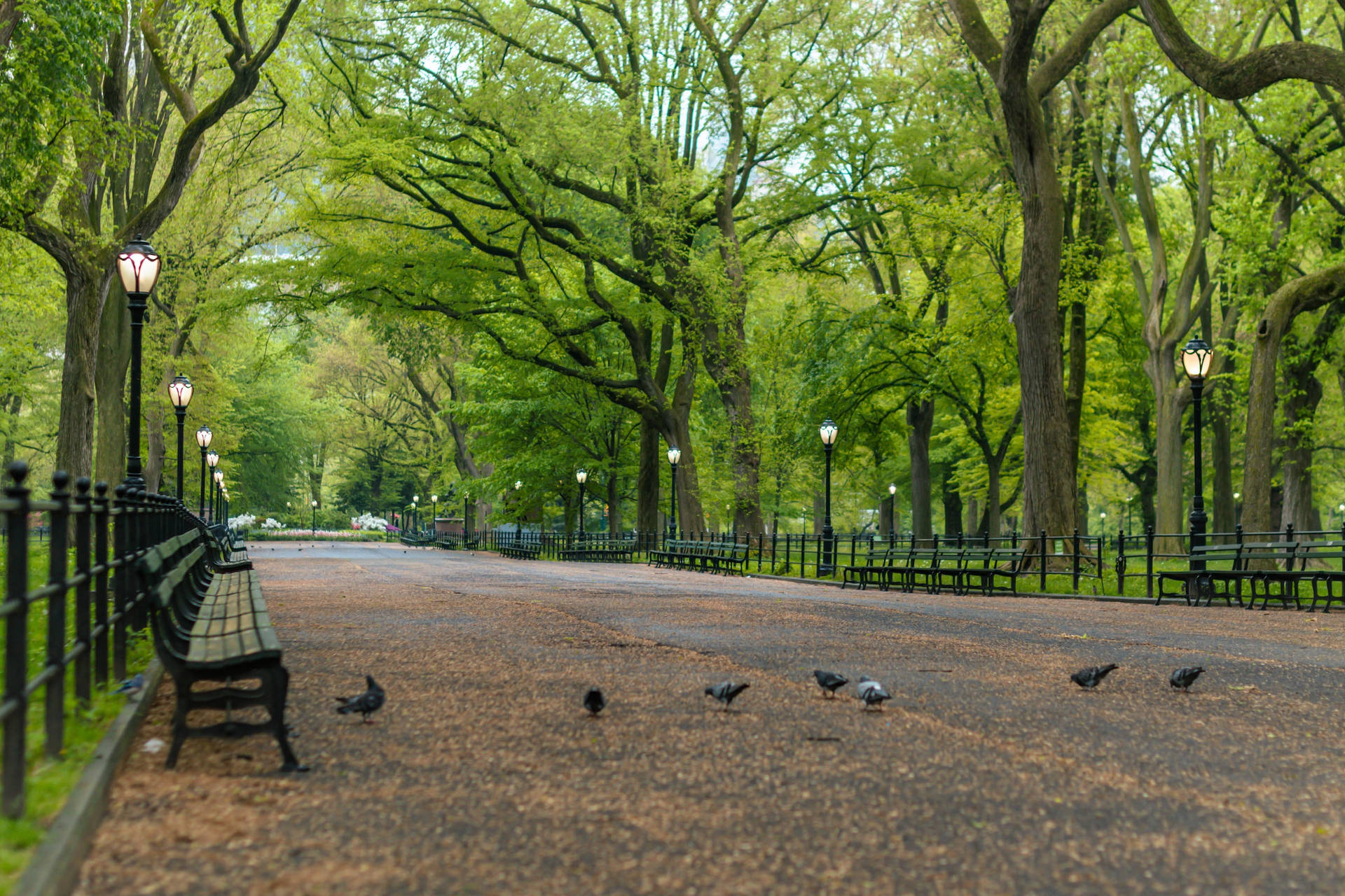 Birds In Central Park Background