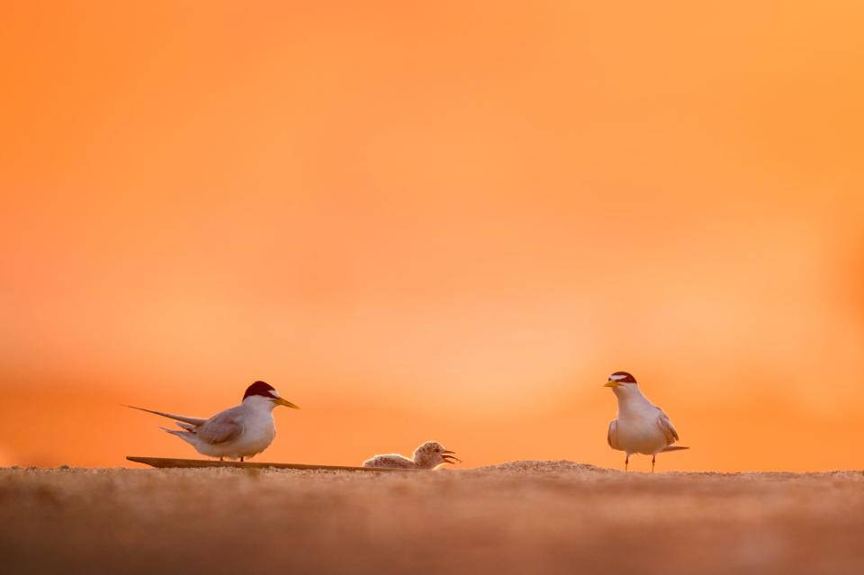 Birds In Nature Orange Sky Background