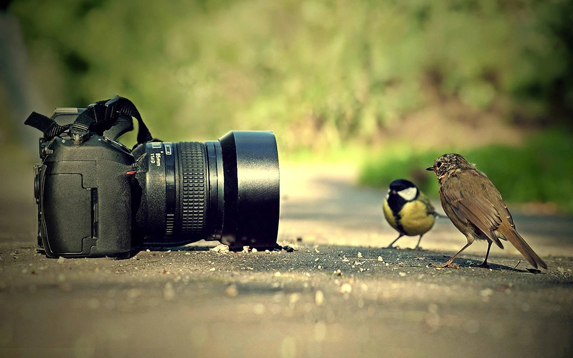 Birds Looking At Hd Photography Camera