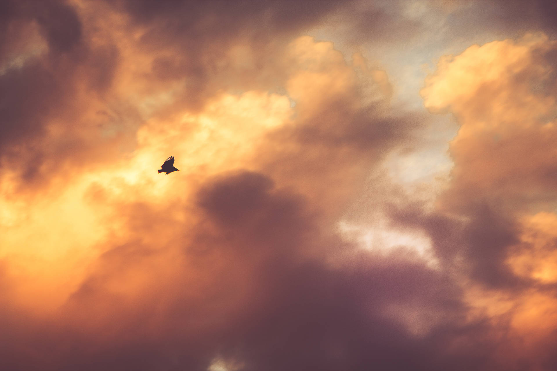 Birds Of Nature In Orange Sky Background